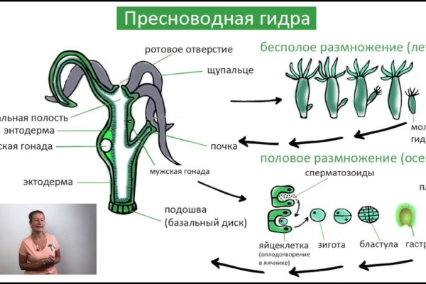 Kraken darknet kraken darknet 2n com