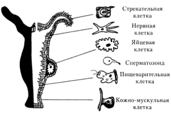 Ссылка кракен магазин