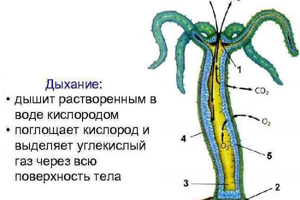 Как перейти на кракен